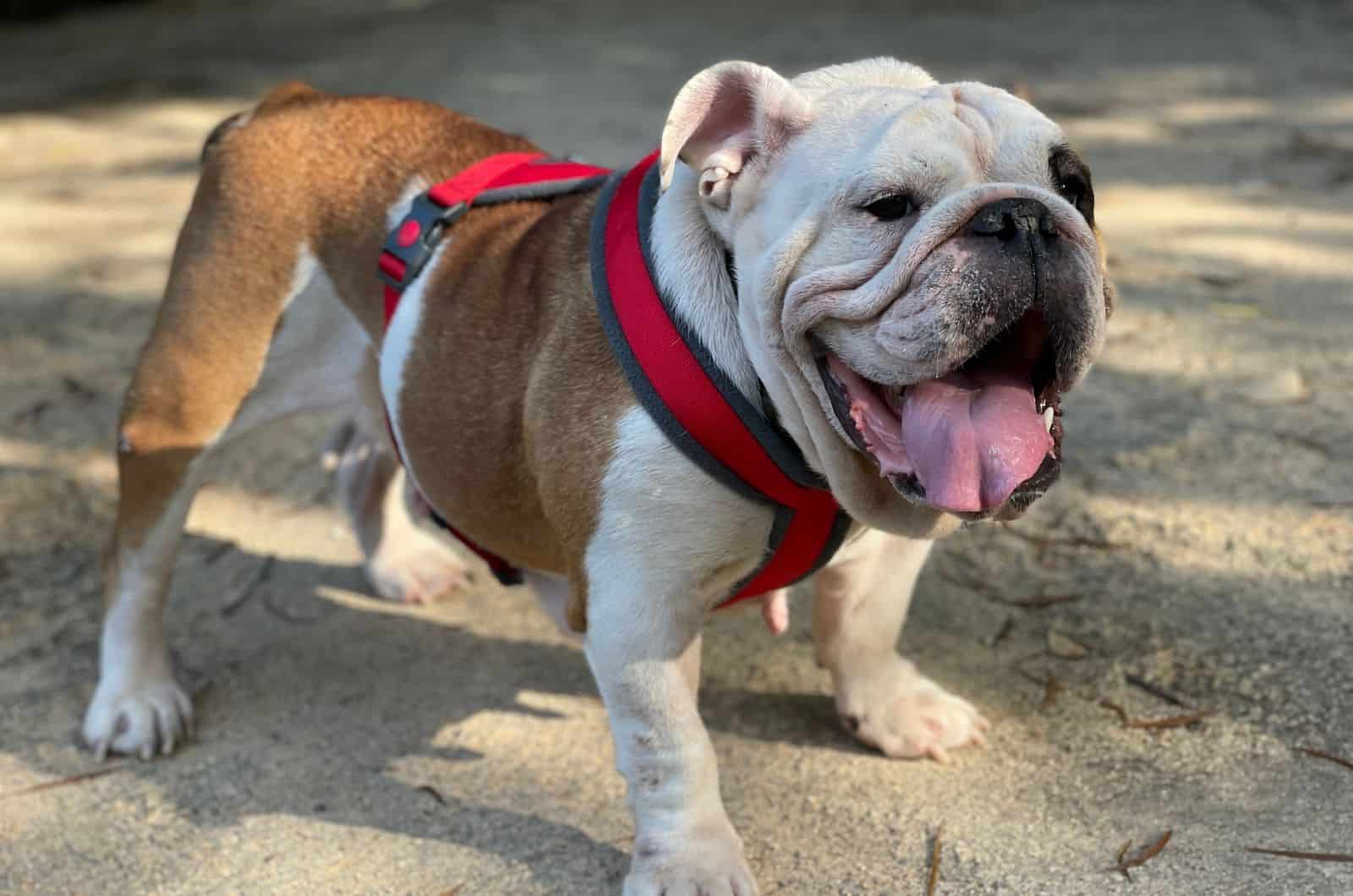 English Bulldog with Harness standing on street