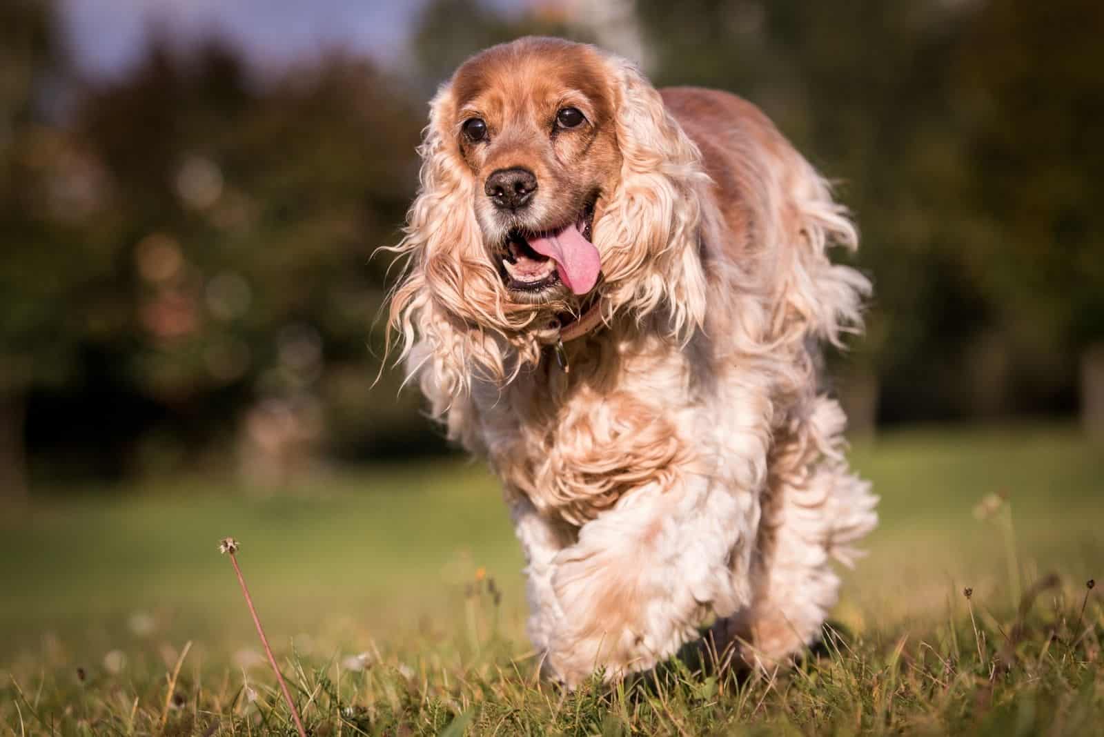 englsih cocker spaniel running in the outdoor field