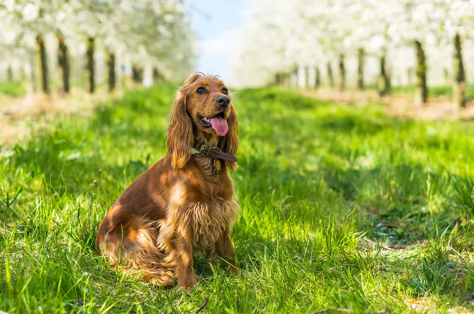 english cocker spaniel on green grass in the fruit garden