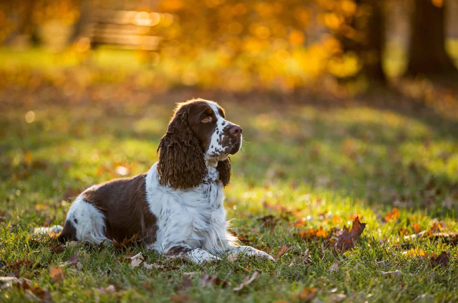 english cocker spaniel in nature