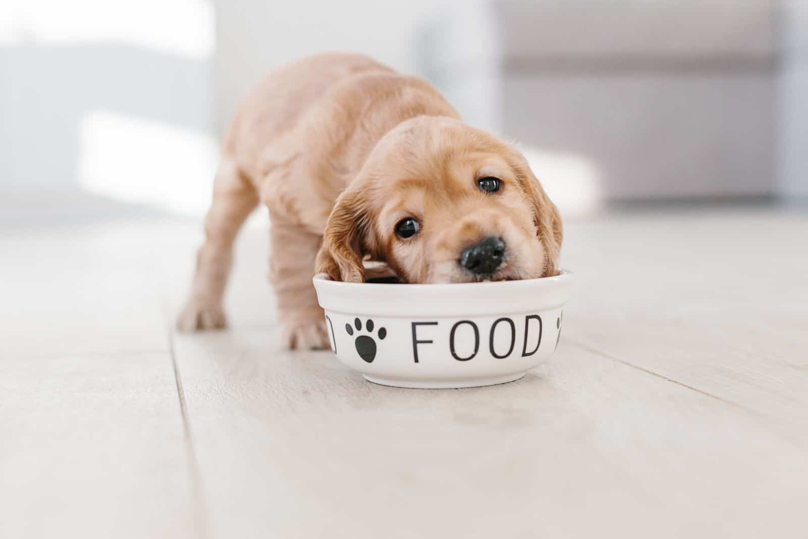 English cocker spaniel puppy eating dog food from ceramic bowl