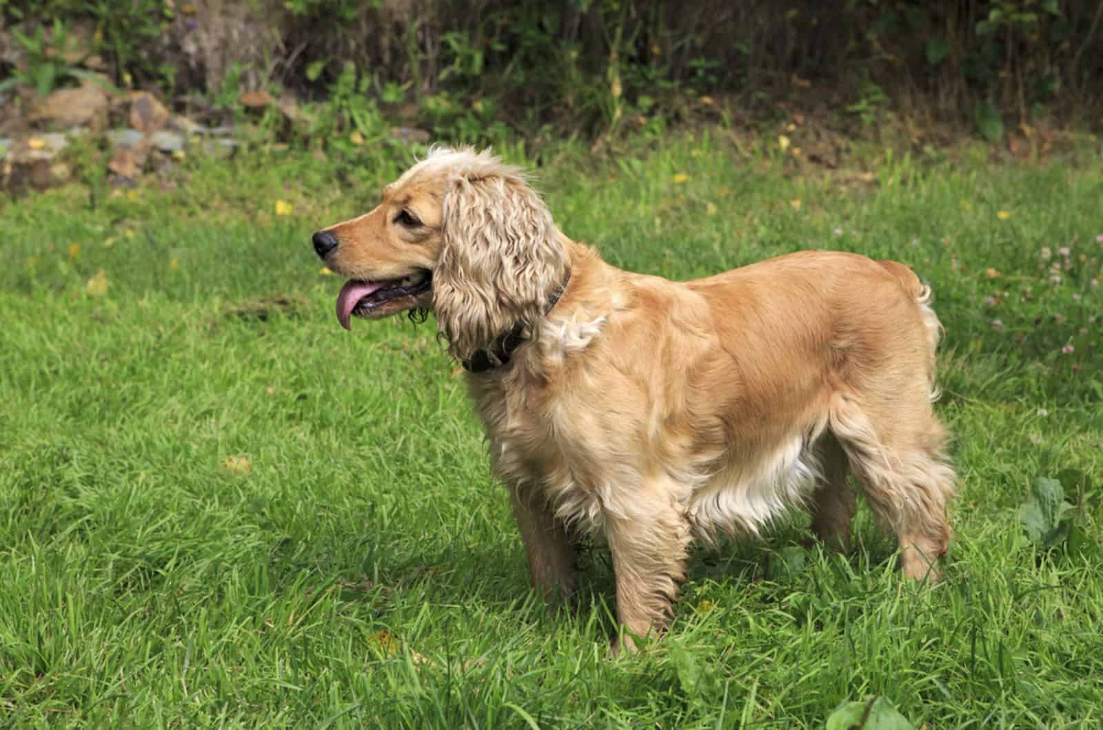 english cocker spaniel in the garden