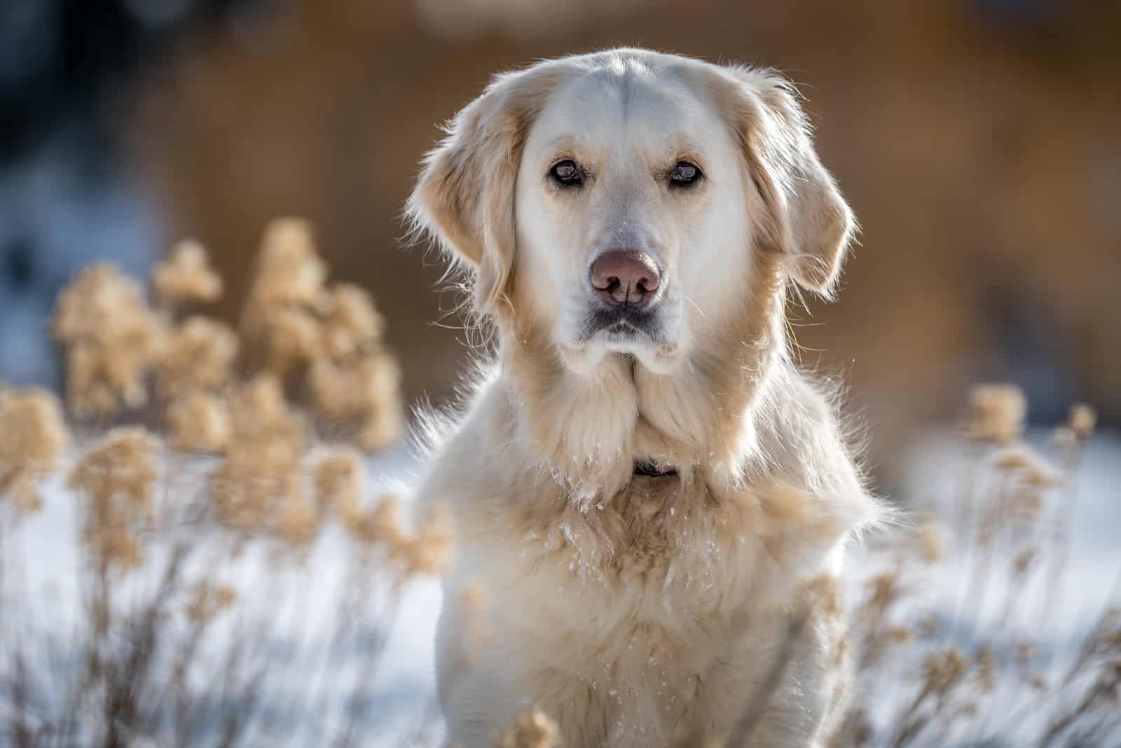 english cream golden retriever