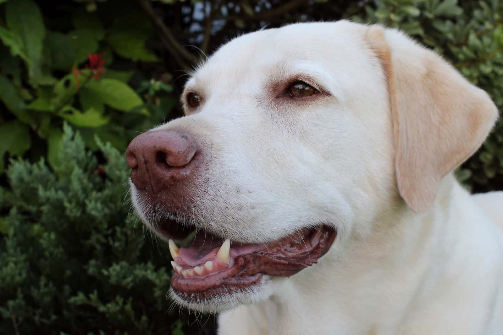 English dudley Labrador Retriever