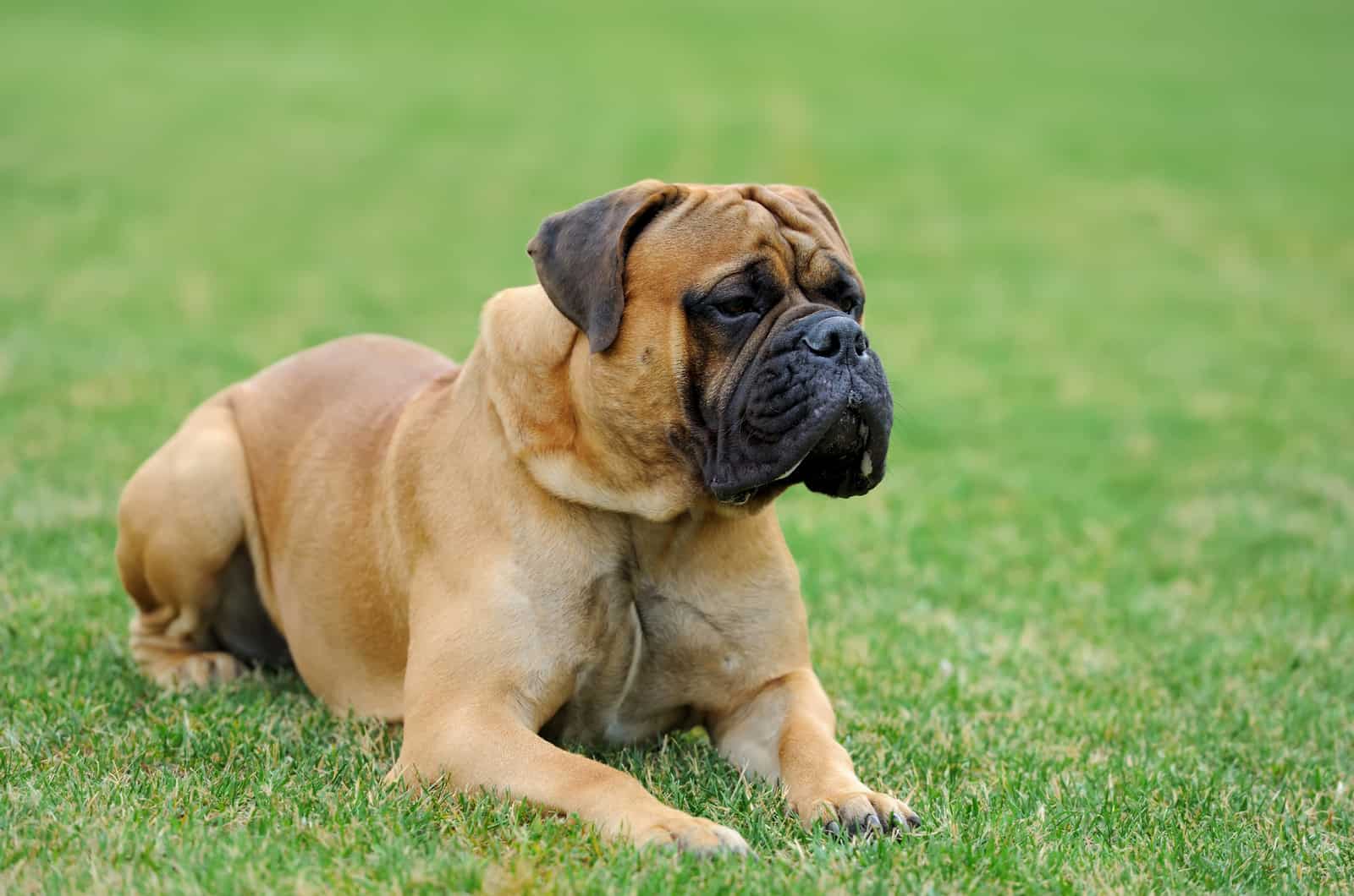 English Mastiff dog in green summer grass