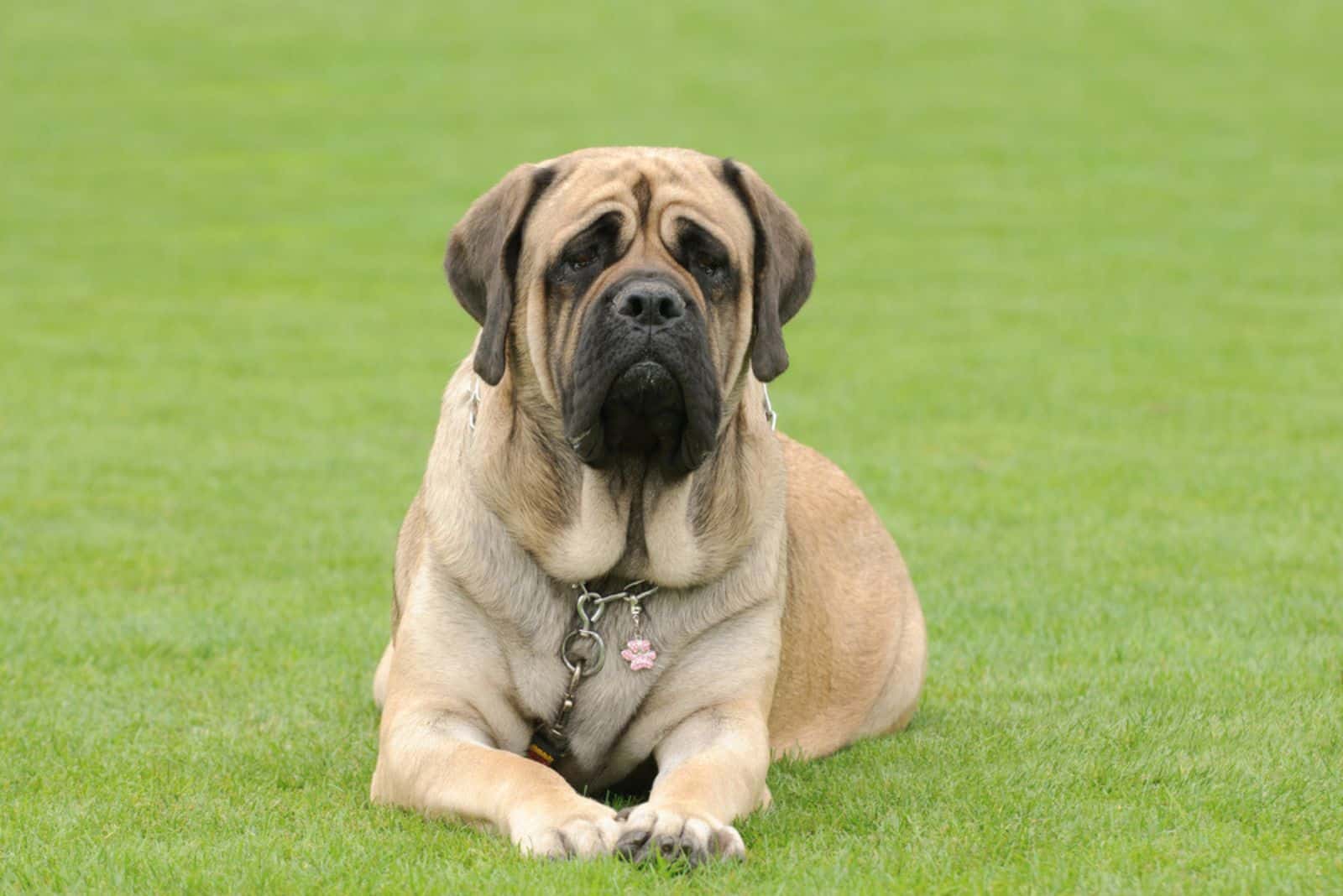 English Mastiff dog portrait in garden