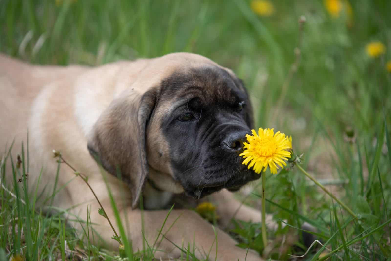 english mastiff in a meadow full of dandelions