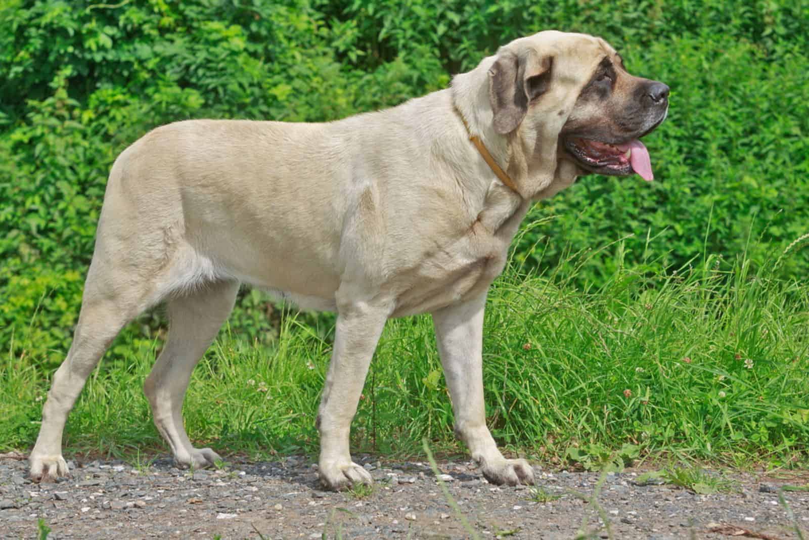 English Mastiff in posturing