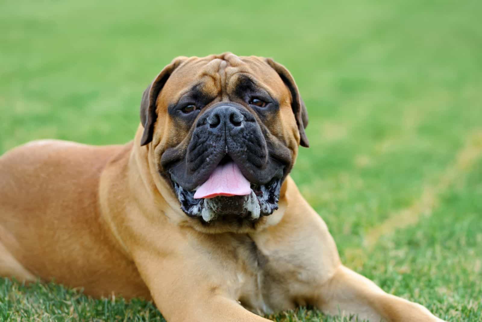 english mastiff laying on the grass