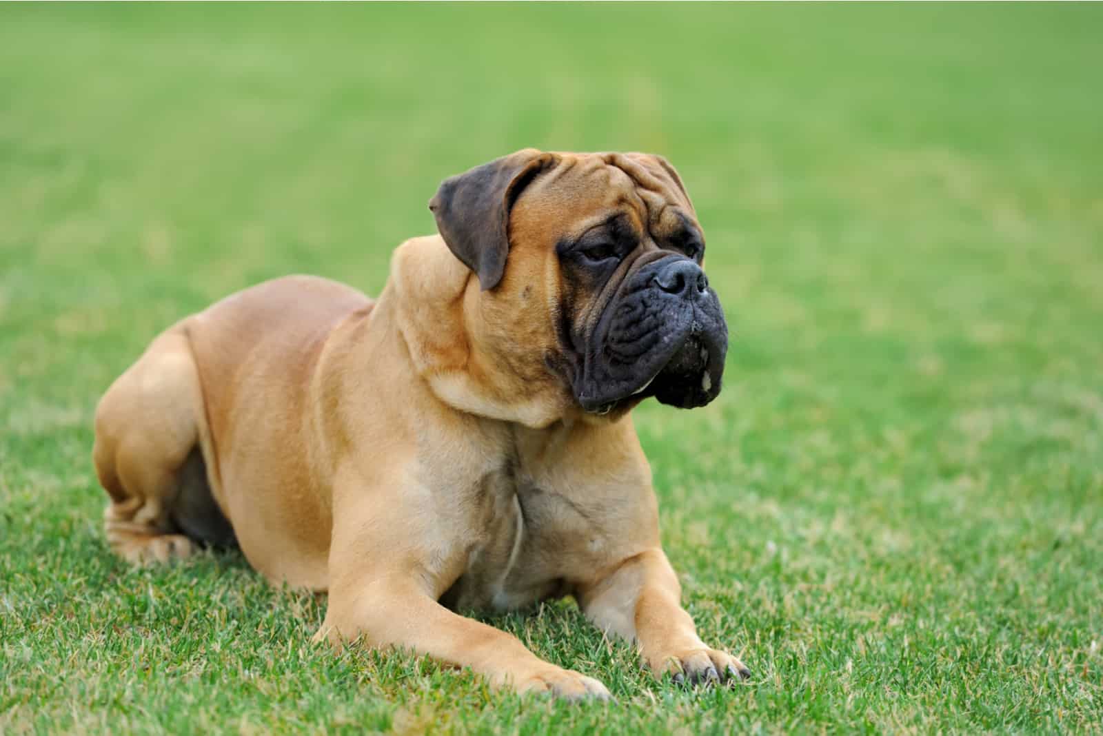 English Mastiff lies in the grass