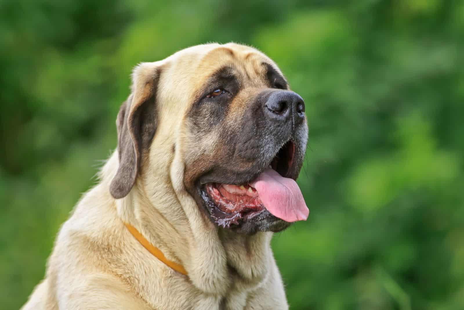 English Mastiff portrait