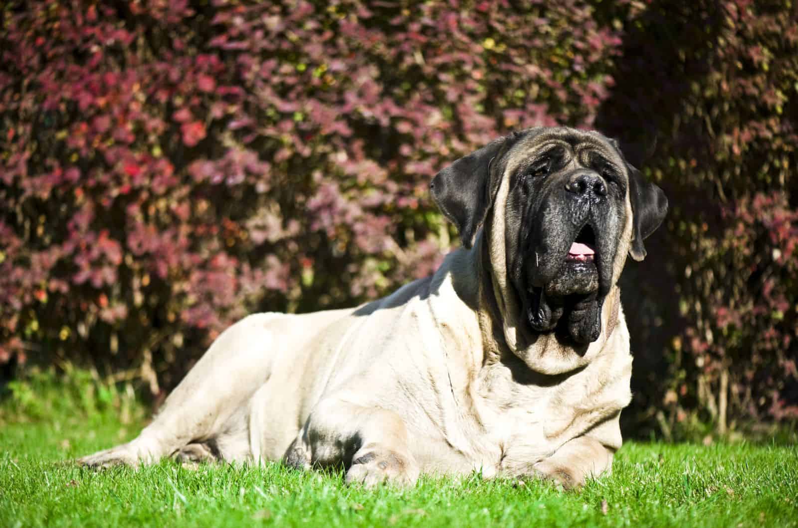 English Mastiff sitting on grass