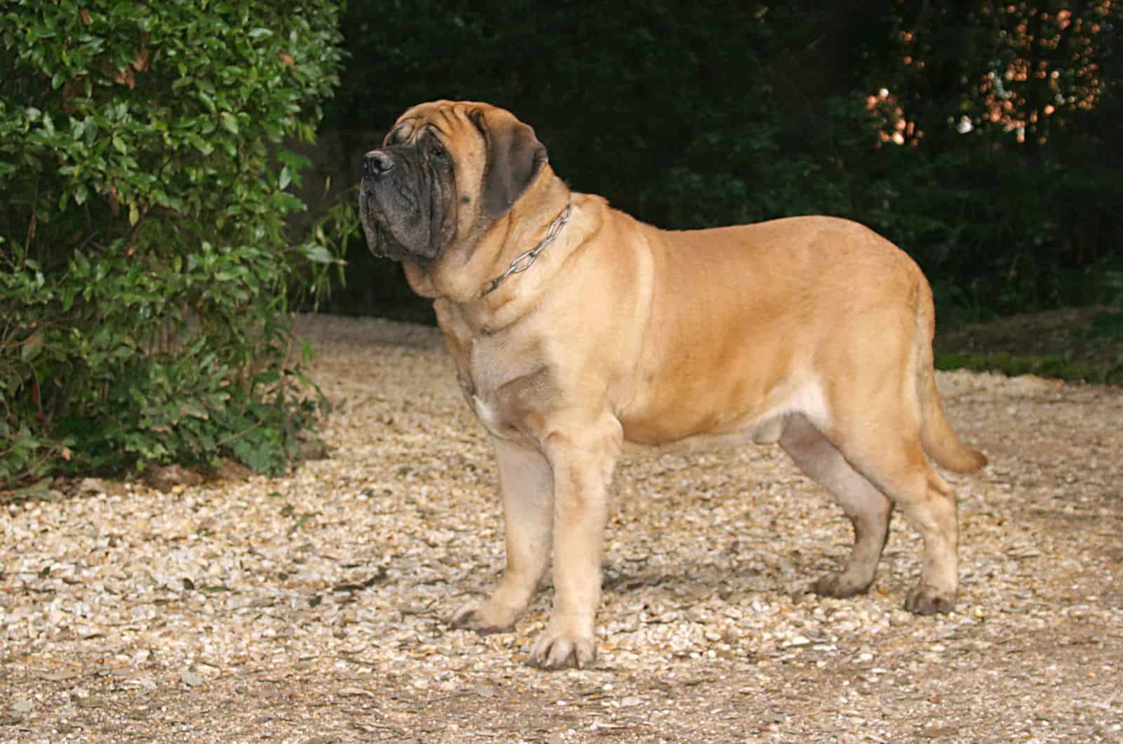 English Mastiff standing on grass outside