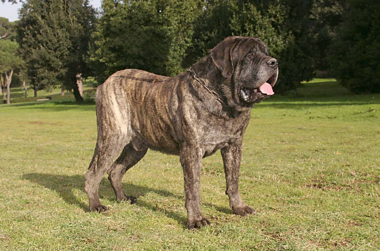 English Mastiff standing on grass