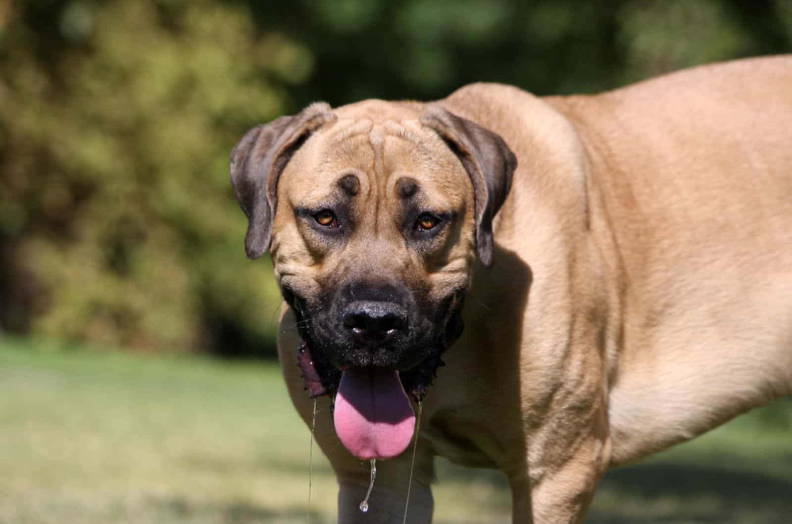 english mastiff dog drooling