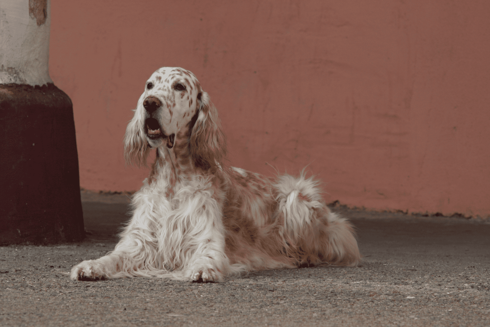 English Setter sitting on the pavement