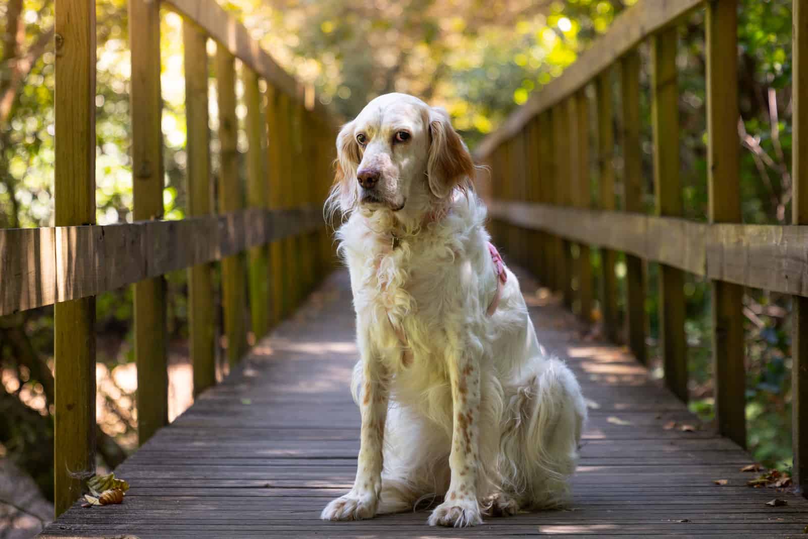 English Setter sitting outside