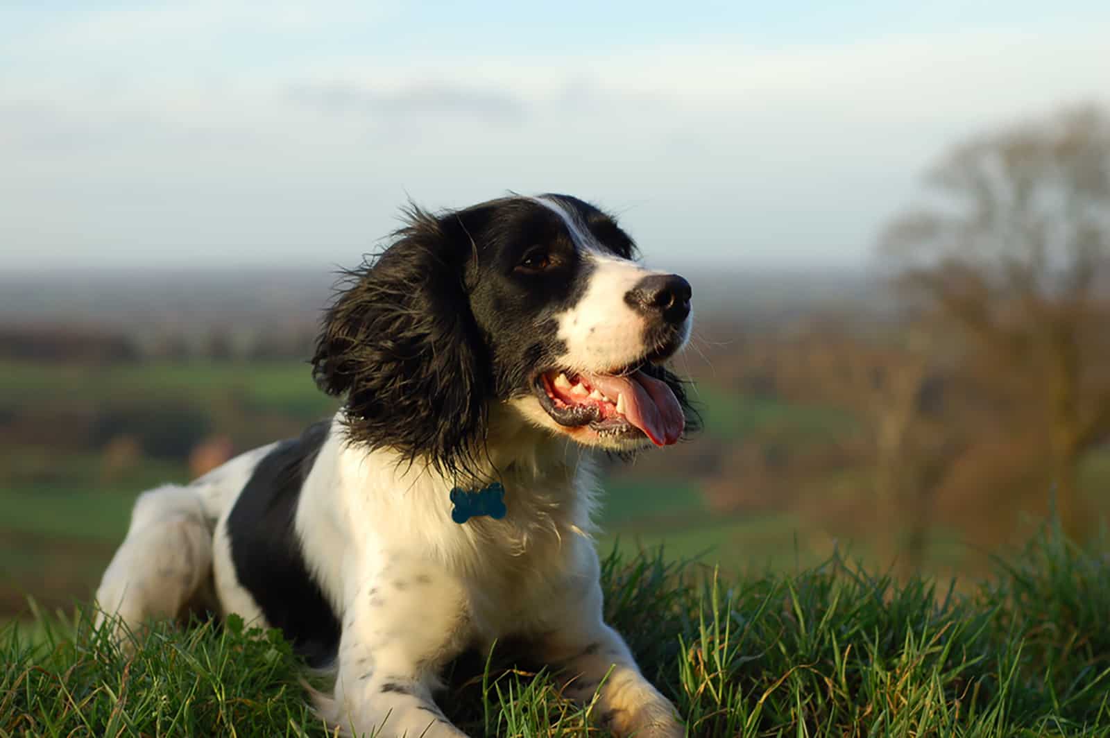 english springer spaniel lying on the grass