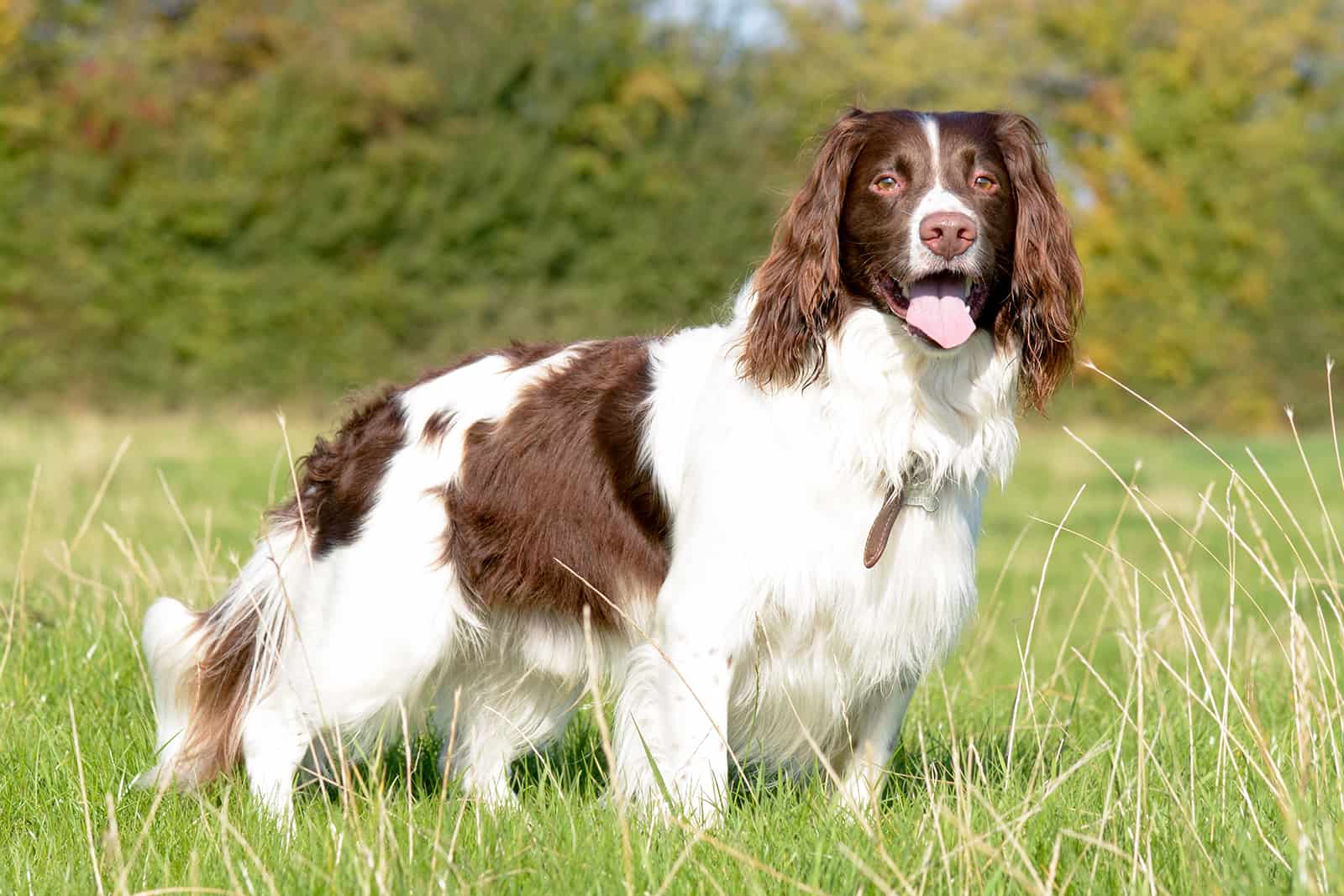 english springer spaniel dog standing in field