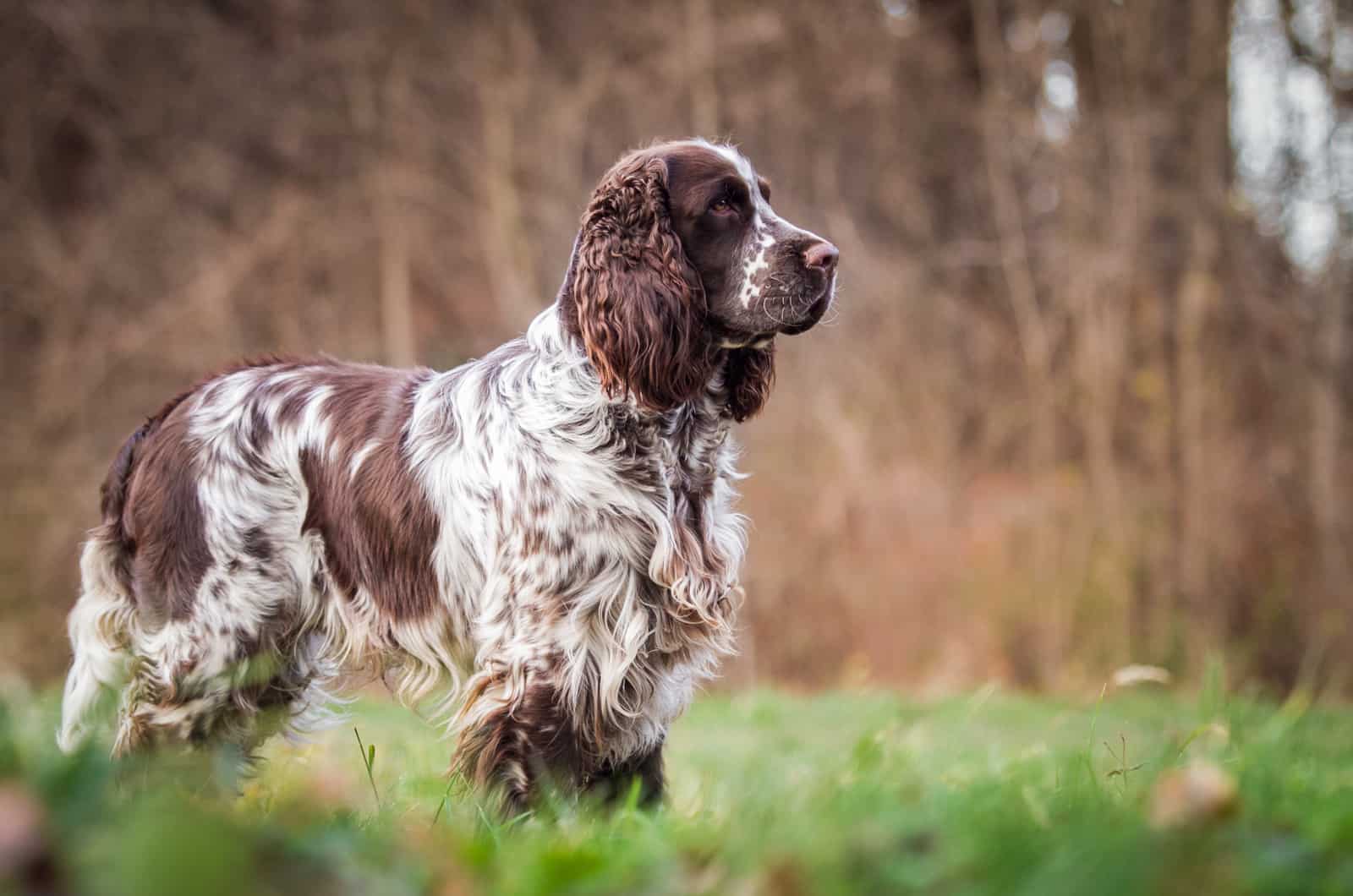 English Springer spaniel