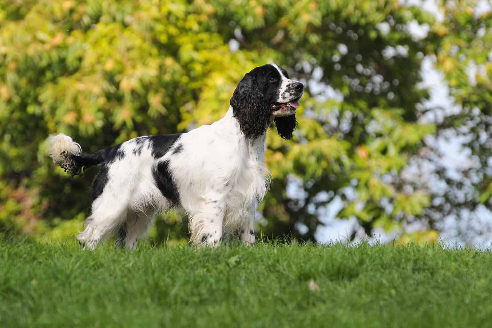 English Springer Spaniel standing on grass