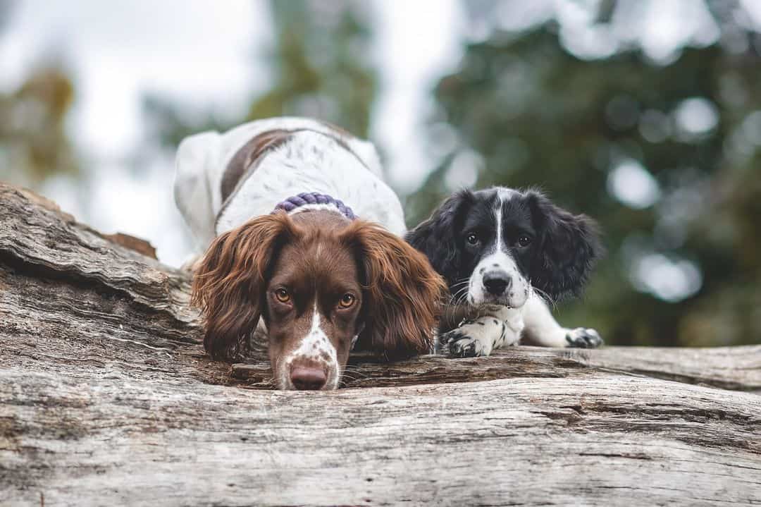 english springer spaniel dogs