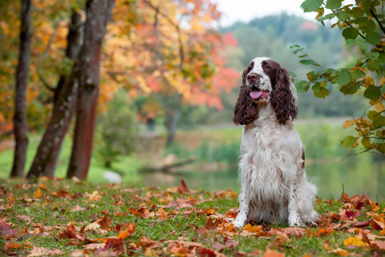 english springer spaniel in nature