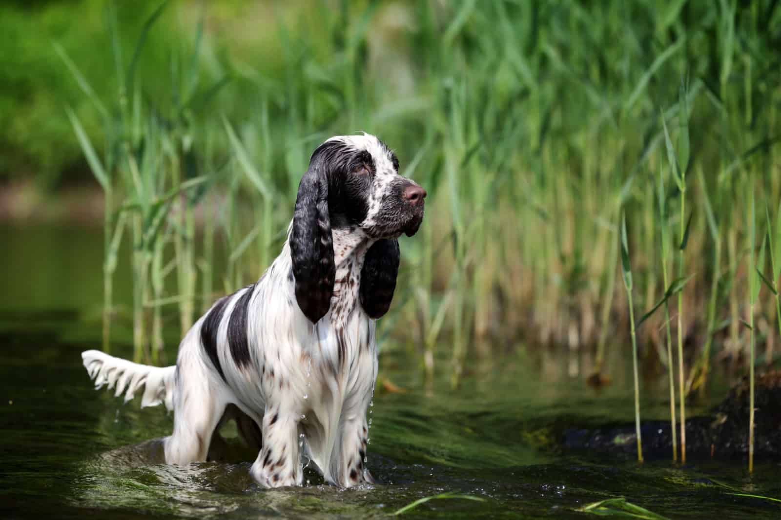 english springer spaniel in water