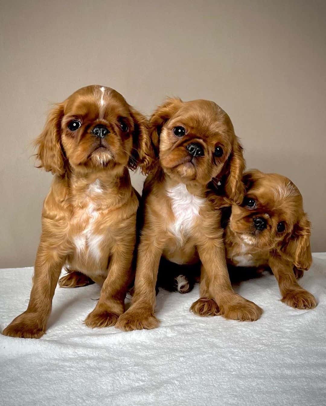 English Toy Spaniel