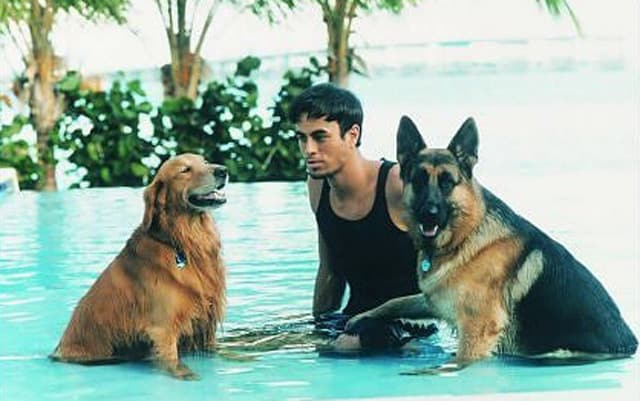 Enrique Iglesias dog