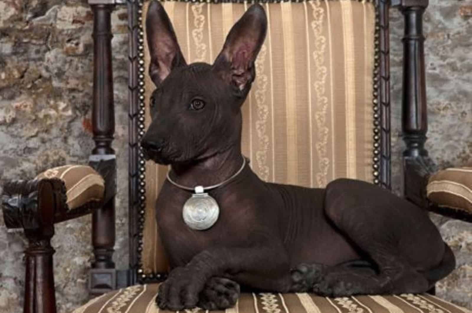 erect-eared xoloitzcuintli sitting on the chair