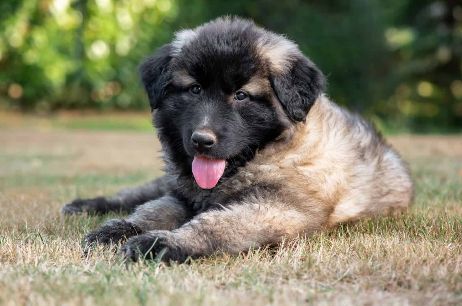 estrela mountain dog