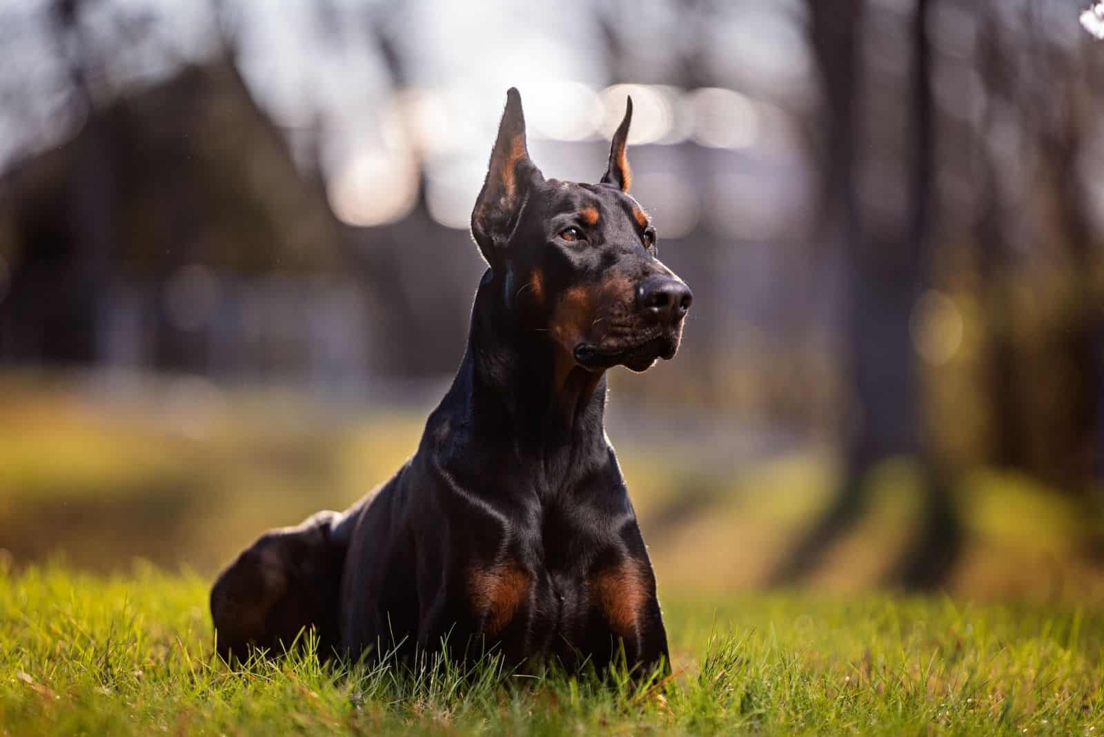 European Doberman Breeders: Where To Find Them?