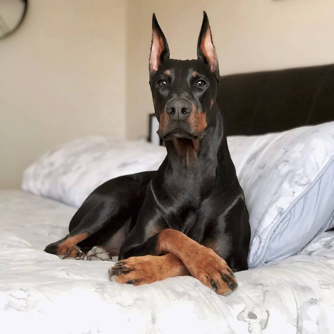 European Doberman lying on the bed