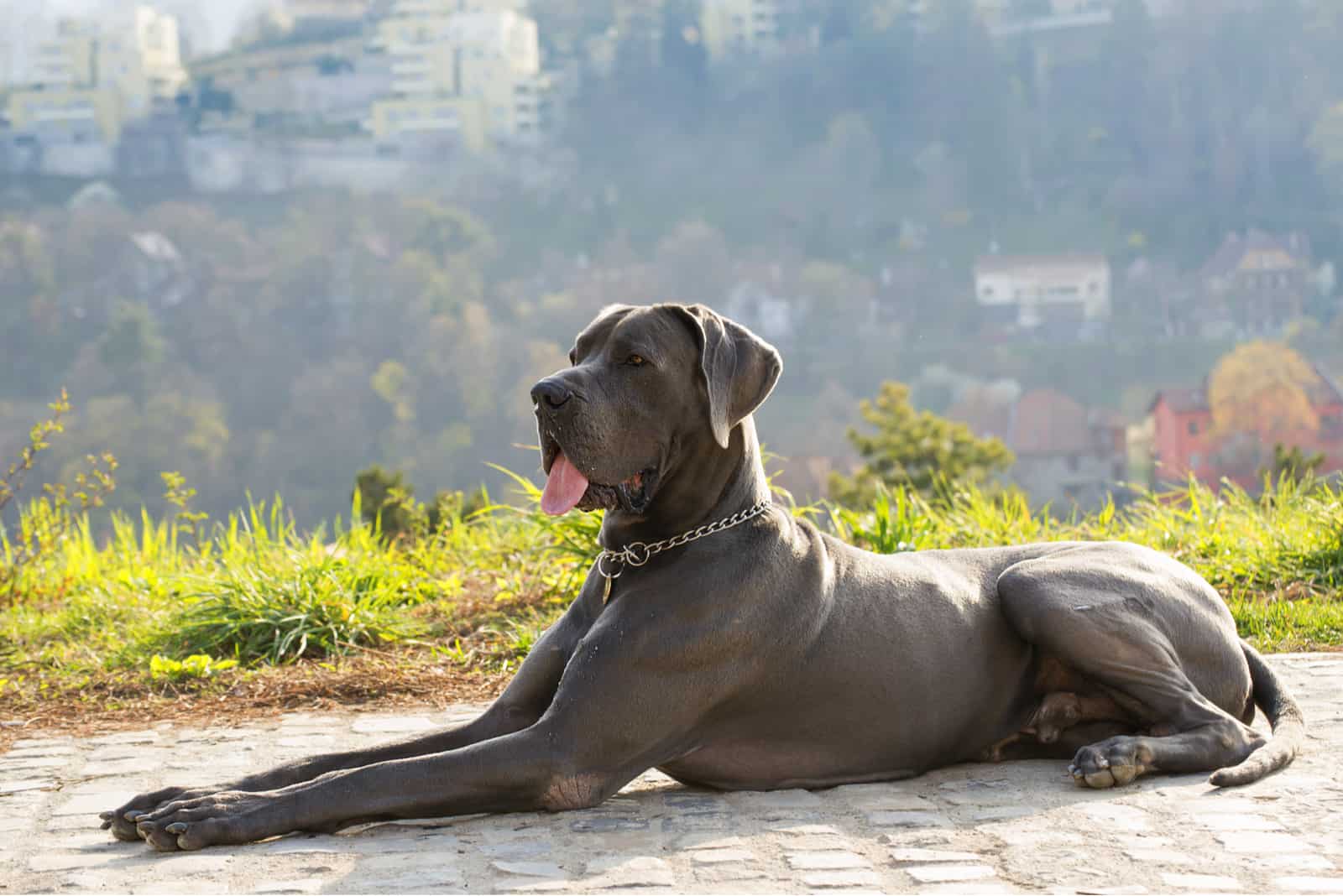 european great dane resting