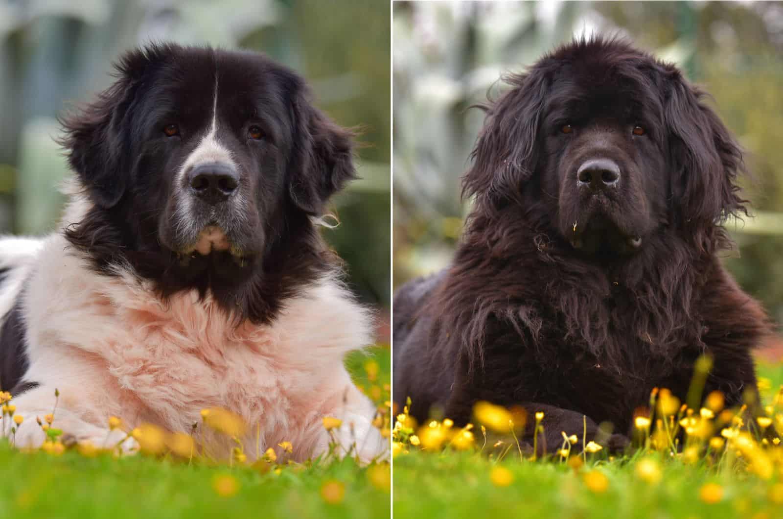 European Vs The Standard Landseer Newfoundland