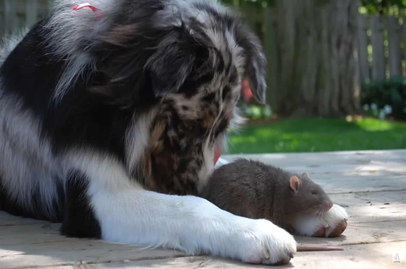 Even Dogs Need Their Own Emotional Support Animals