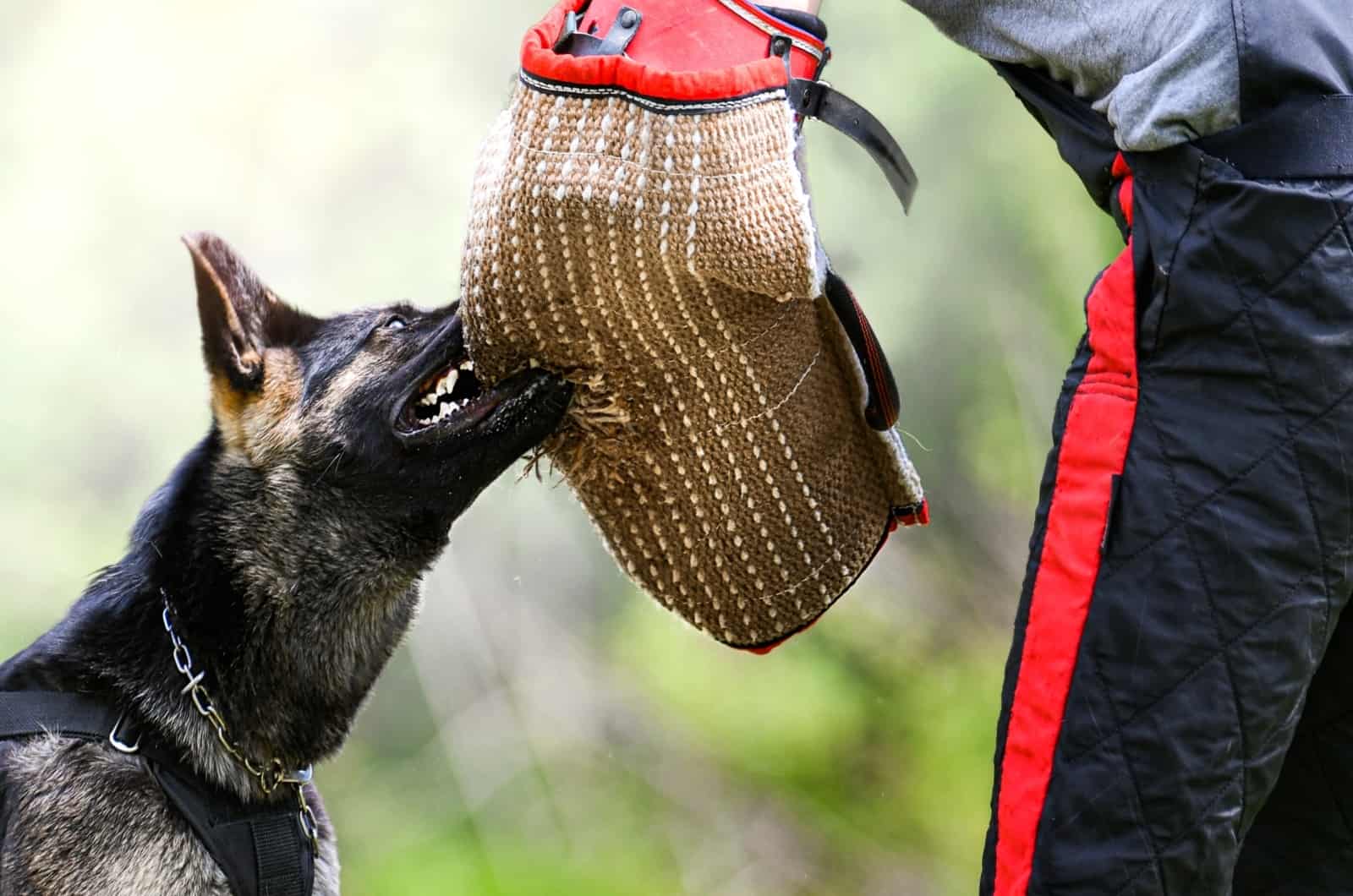 Everything On The German Shepherd Bite Force