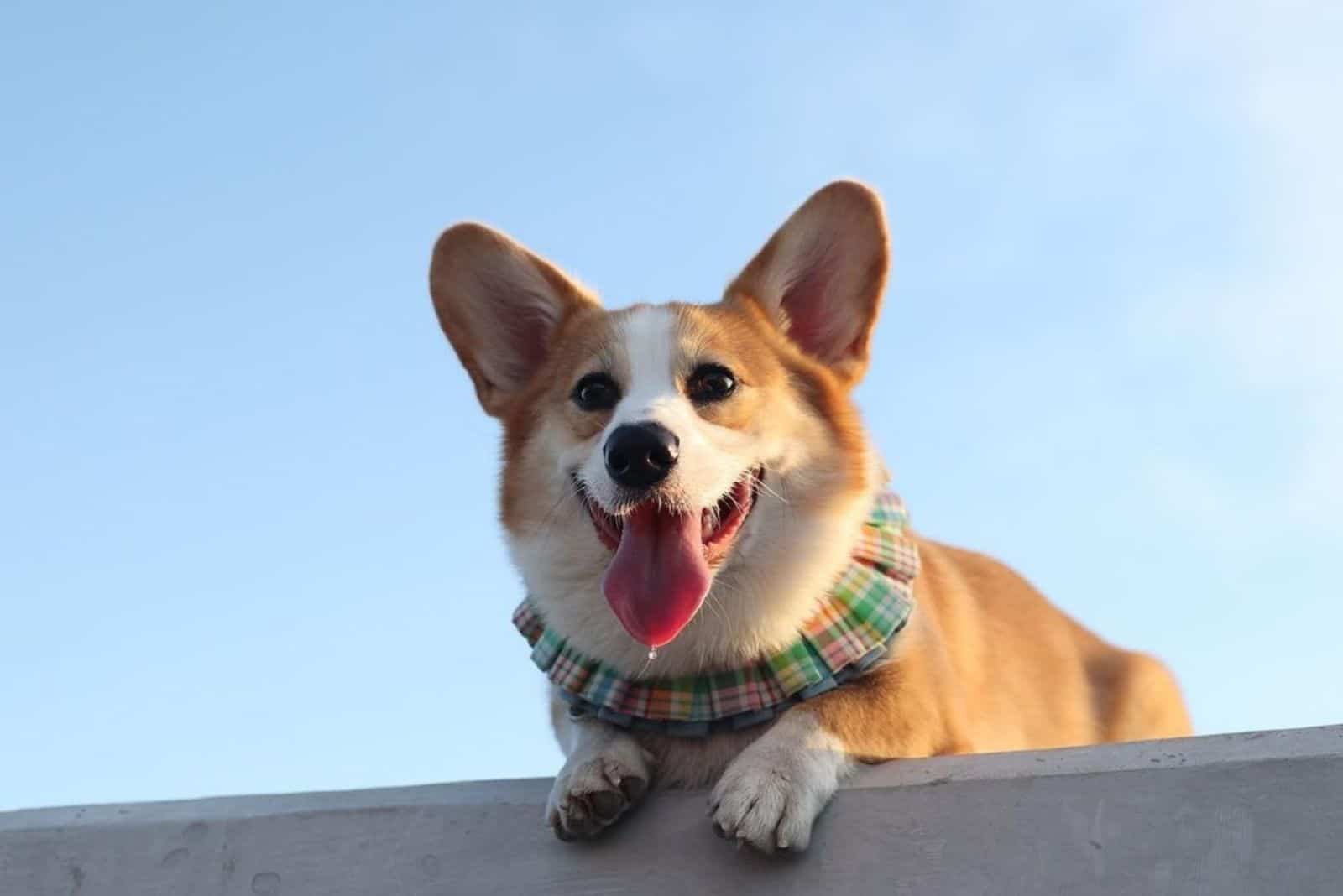 excited fluffy corgi