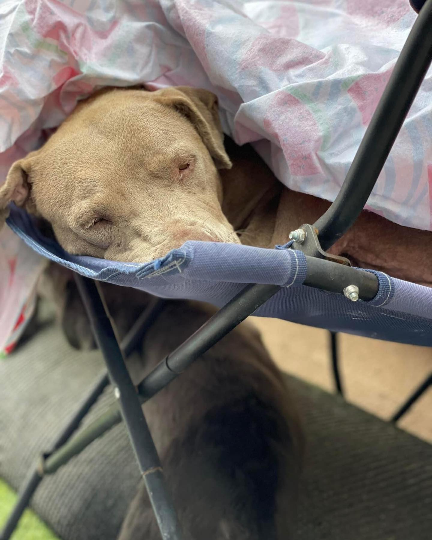 exhausted pitbull sleeping