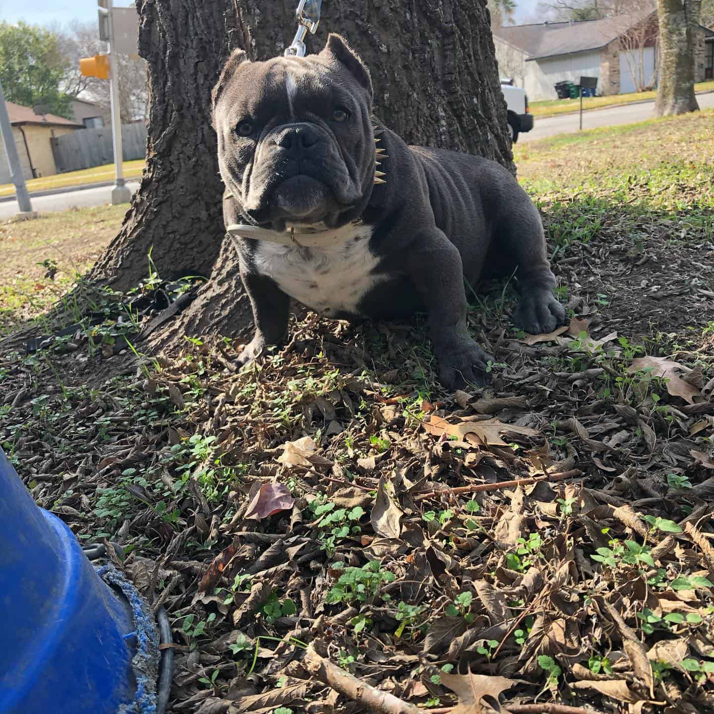 exotic bully in park