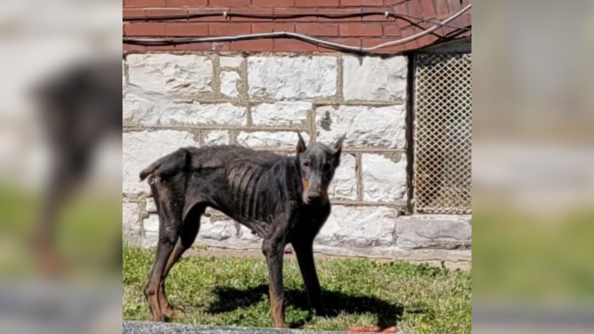 Abandoned Doberman Found In A Rough Shape Can’t Hide Happiness After Being Rescued