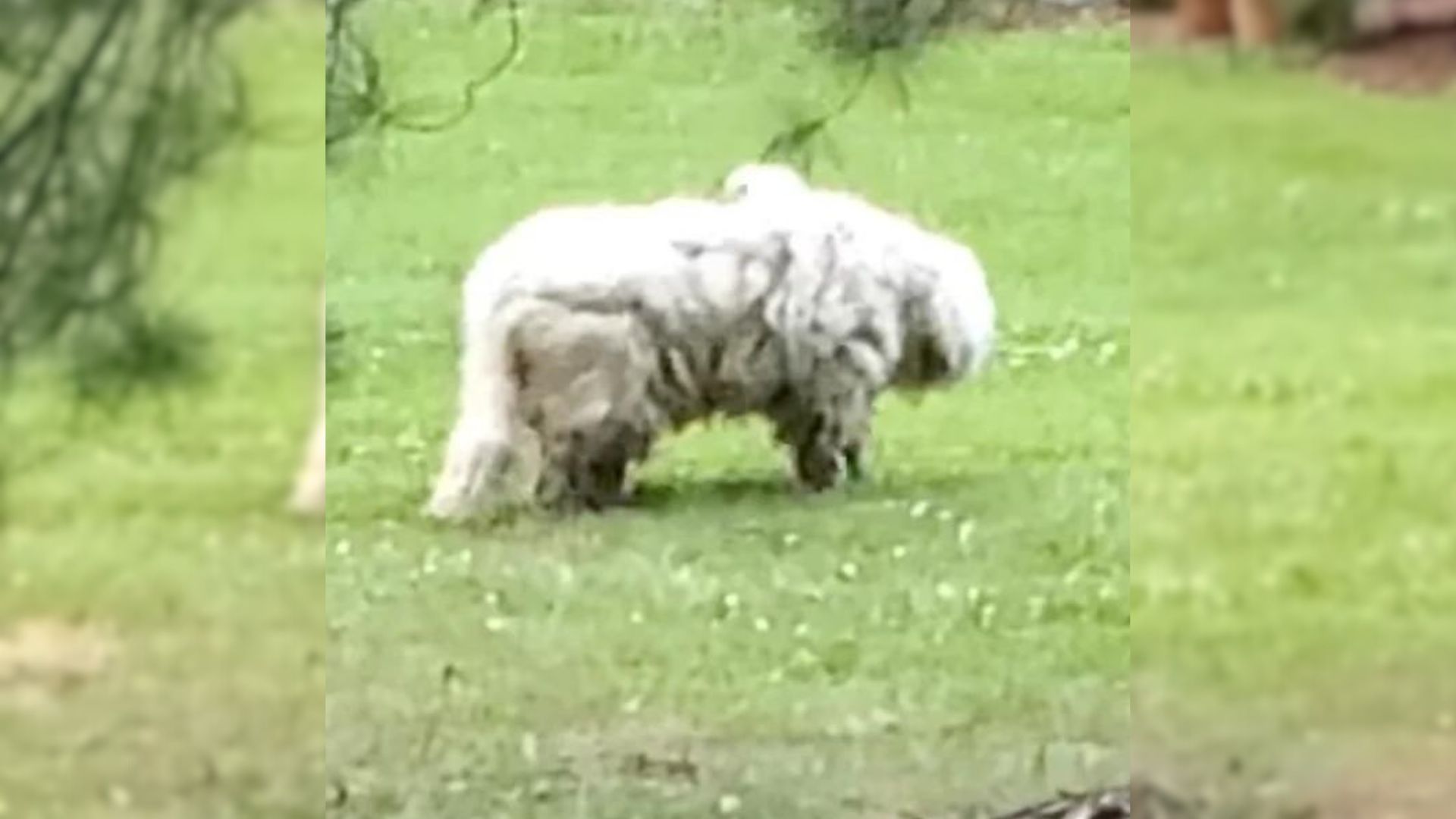 This Incredible Transformation Of A Matted Stray Dog Will Leave You In Awe