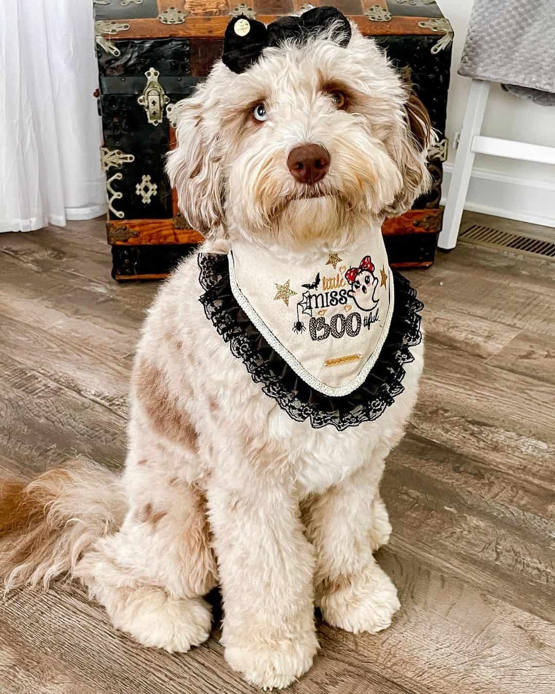 f1 aussiedoodle