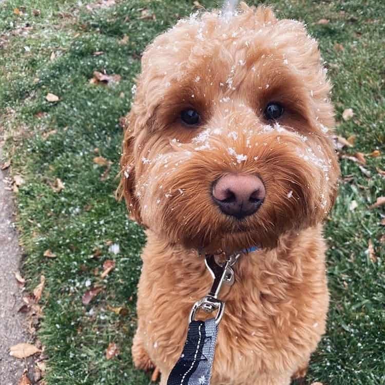 f1 goldendoodle in park resting