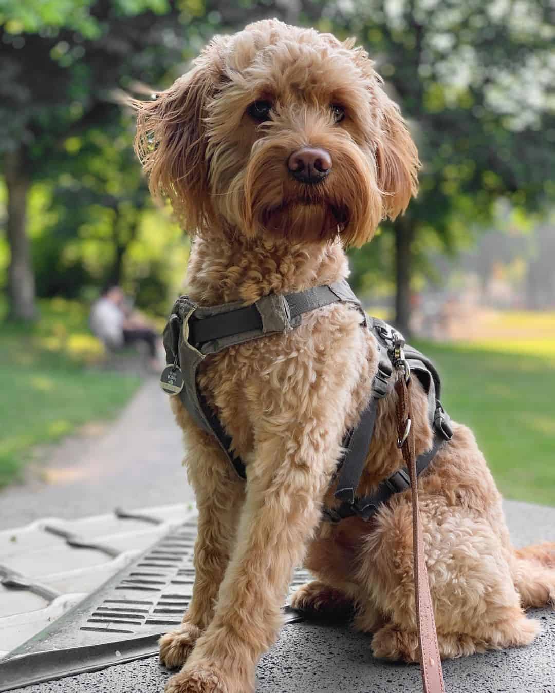 f1 goldendoodle in park