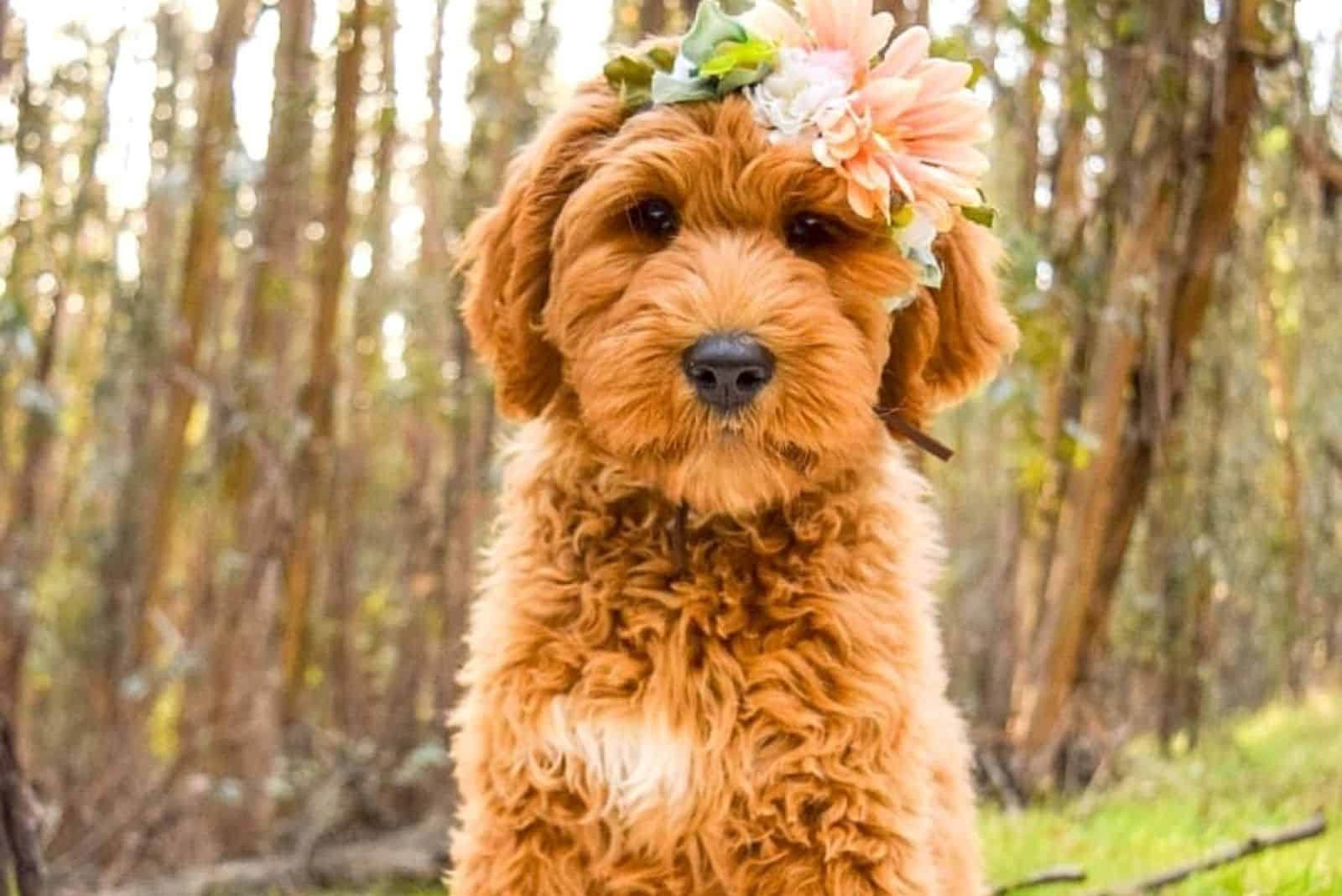 f1 goldendoodle in park