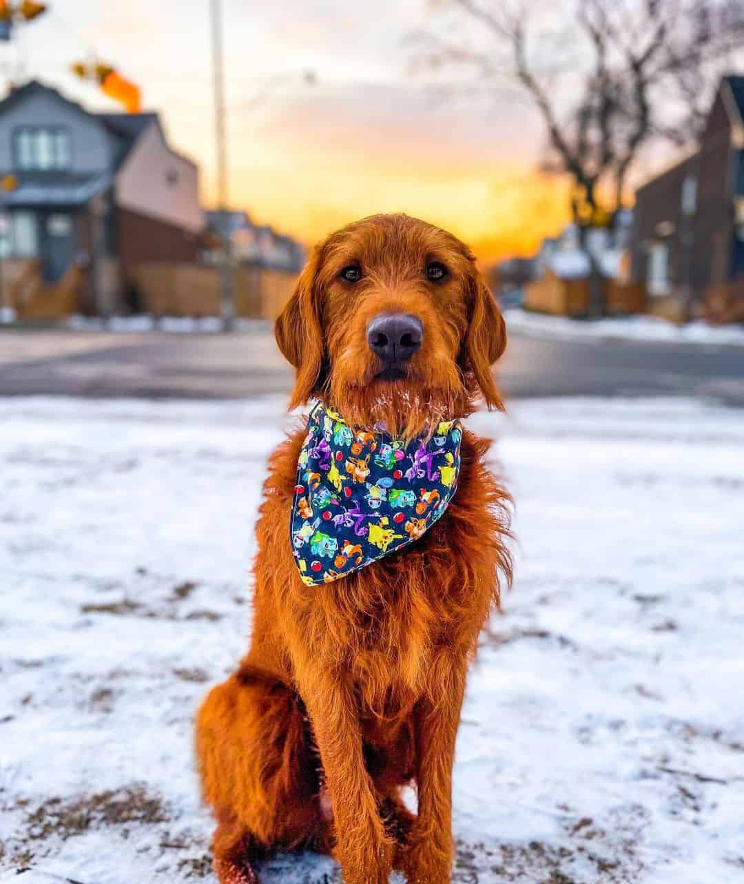 F1 labradoodle