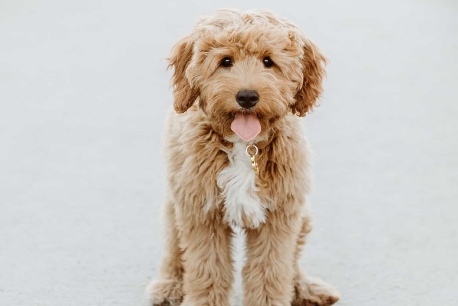 f1 mini goldendoodle