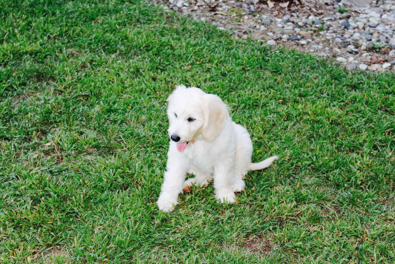 F1 mini goldendoodle